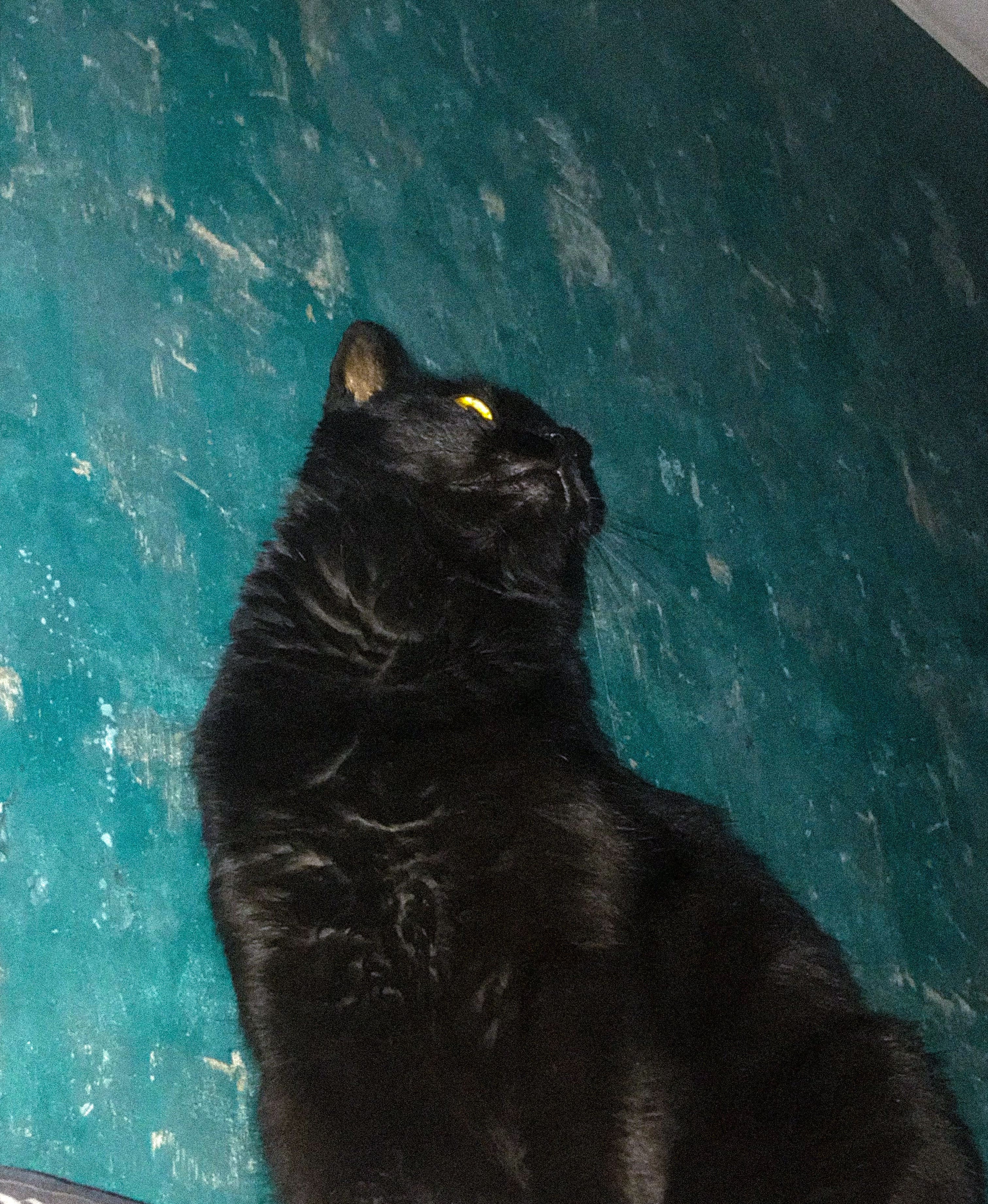 Bagheera