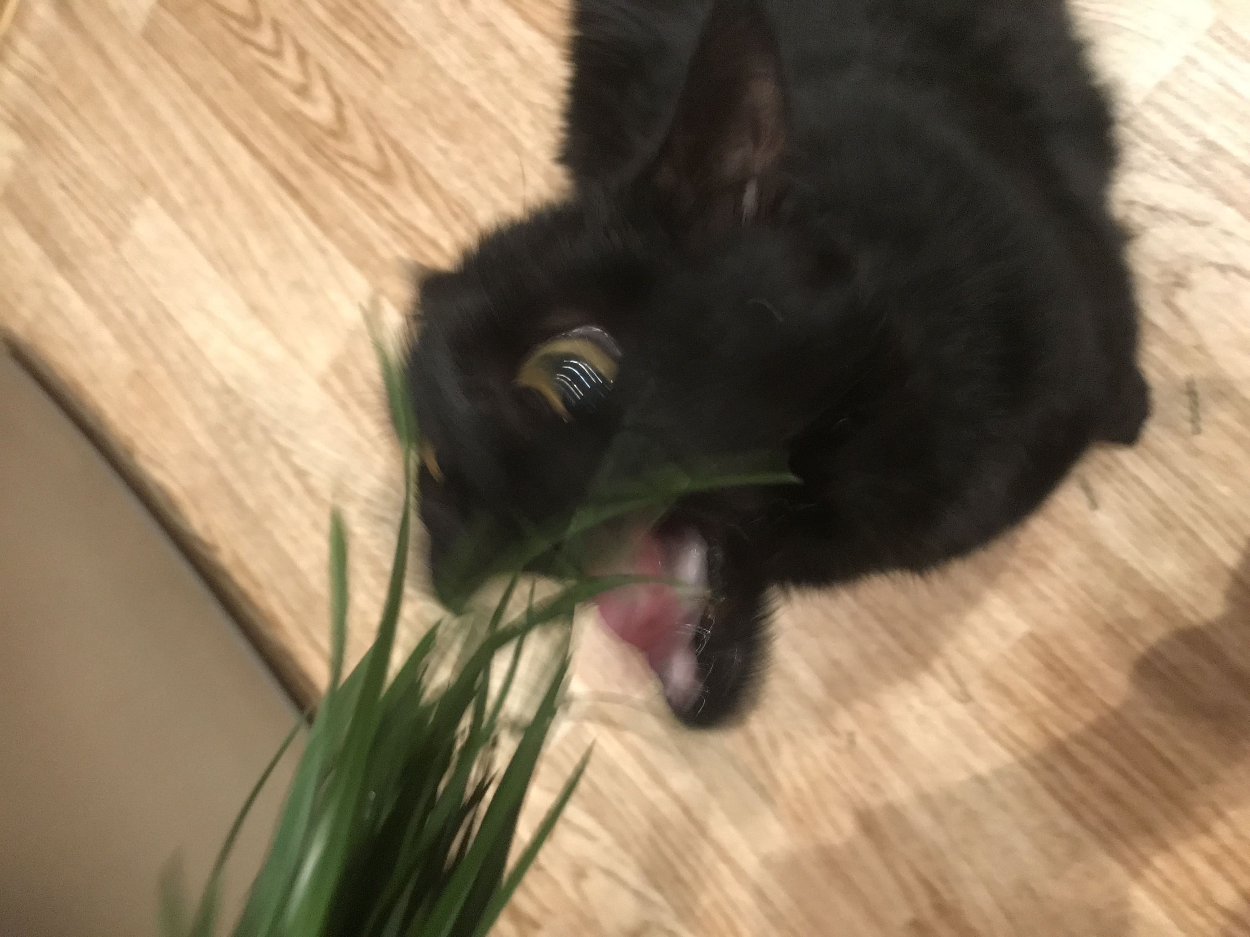 Bagheera